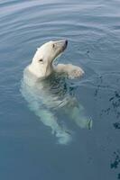 nyfiken ursus maritimus, polär Björn simning runt om ett expedition fartyg och ser upp, svalbard skärgård, Norge foto