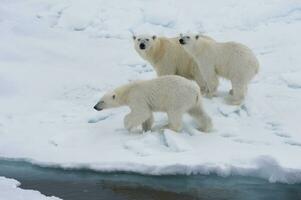 mor polär Björn, ursus maritimus, gående med två ungar på en smältande is isflak, spitsbergen ö, svalbard skärgård, norge, Europa foto