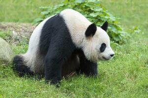 jätte panda, ailuropoda melanoleuca, Chengdu, Sichuan, Kina foto