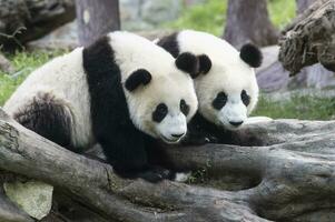 två år åldrig ung jätte panda, ailuropoda melanoleuca, Chengdu, Sichuan, Kina foto