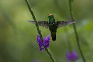 flygande rufous-crested kokett, lophornis delattrei, manu nationell parkera moln skog, peru foto