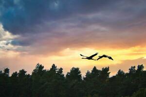 två kranar flygande över träd i en skog på solnedgång. flyttande fåglar på de älskling foto