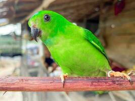 skön grön kärleksfågel ser på de skönhet av tropisk natur foto