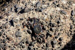 en krabba är Sammanträde på en sten nära en ström foto