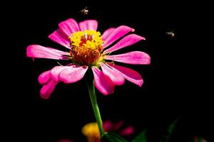 skön pinky zinnia blomma foto