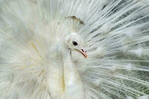 porträtt av en vit påfågel eller påfågel albino foto