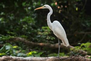 de häger eller ardea alba är uppflugen på en träd gren foto