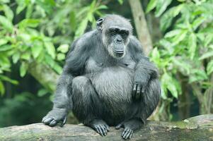 en schimpans eller panorera troglodytes foto