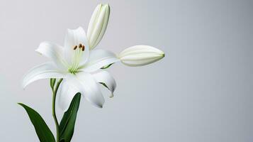 ai genererad bakgrund lilja isolerat blommig natur blomma makro vår friskhet stamen foto