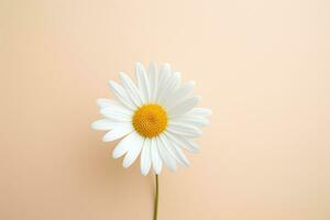 ai genererad blomma vit dag färsk bakgrund natur kamomill flora design daisy gul vår foto