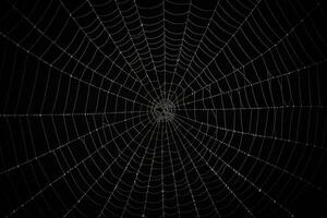 ai genererad webb dagg silke närbild tråd insekt netto bakgrund nätverk fälla morgon- makro stänga foto
