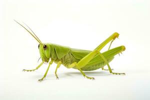 ai genererad insekt insekt gräshoppa grön vilda djur och växter varelse cricket isolerat vild djur- vit foto