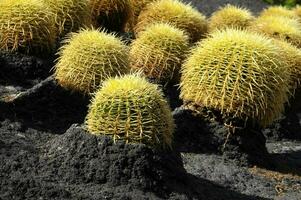kaktus växter i de lava fält foto