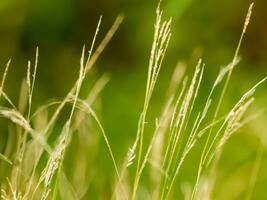 vild gräs i de landskap med liten djup av fält ai generativ foto