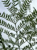 leucaena leucocephala blad i natur trädgård foto