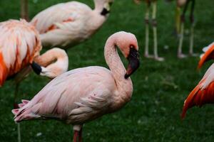 en grupp av flamingos stående i de gräs foto