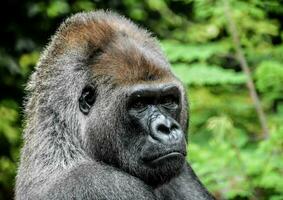 porträtt av en gorilla i de skog foto