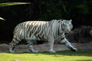 en vit tiger gående tvärs över de gräs foto