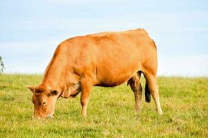 en brun ko betning i en fält foto