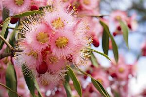 ai genererad skön gummi träd rosa blommor och knoppar. ai genererad foto