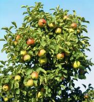 ai genererad en äpple träd vidja äpple mot en blå himmel foto