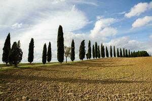 känd tuscany landskap med böjd väg och cypress, Italien, Europa. lantlig odla, cypress träd, grön fält, solljus och moln. foto