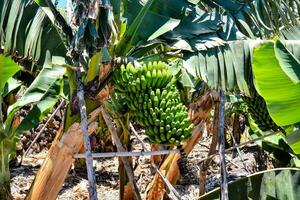 en banan träd med många klasar av bananer foto