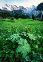 vild blomma med grön löv på wengen berg by och jungfrau berg i de skymning foto