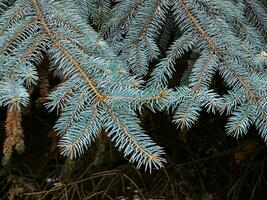 blå gran grenar med nålar på en mörk bakgrund. blå gran med de latin namn picea pungens. foto