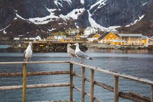 måsar sitter på en räcke i trä mot bakgrund av berg, sjöar och fiskehus foto