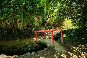 kinesisk stil bro i asiatisk del av tropisk botanisk trädgård i Lissabon, portugal foto