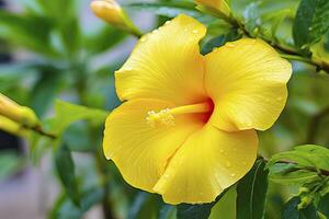 ai genererad stänga upp skön gul hibiskus blomma. ai genererad foto