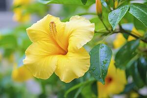 ai genererad stänga upp skön gul hibiskus blomma. ai genererad foto