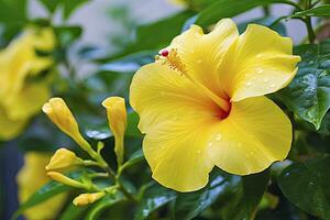 ai genererad stänga upp skön gul hibiskus blomma. ai genererad foto