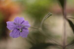 skön lila ruellia blommor i indonesien vild, närbild foto