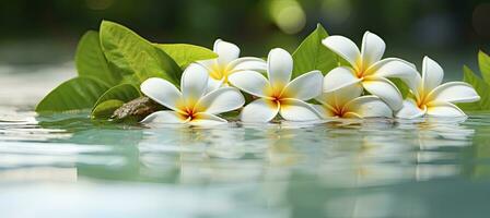 ai genererad plumeria blommor på grön blad flytande på vatten. en fredlig och lugn scen med en Rör av natur och skönhet. ai genererad foto