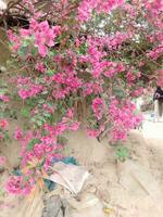 joba blommor är skön till se på.vacker röd joba blomma. den är också känd som Kina reste sig blomma. hibiskus rosa-sinensis foto