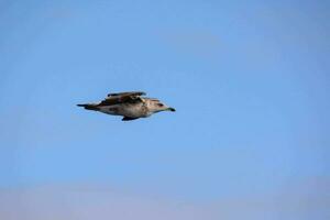 en fiskmås flygande i de blå himmel foto