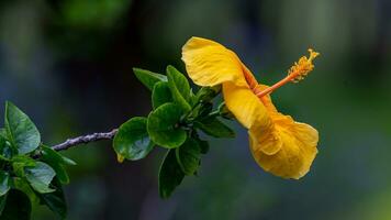 sko blomma, hibiskus, kinesisk reste sig blomning i de trädgård foto