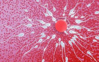 spermiernas fertilitet från mäns sperma riktas mot äggbubblan efter sex. att göra mänsklig parning. en förbefruktningsmodell mellan ett ägg och en spermie. 3d-rendering foto