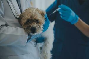 veterinär granskning hund och katt. valp och kattunge på veterinär läkare. djur- klinik. sällskapsdjur kolla upp upp och vaccination. hälsa vård. foto