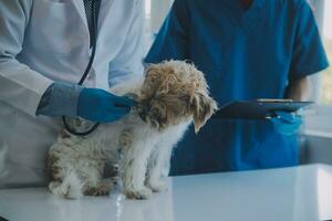 veterinär granskning hund och katt. valp och kattunge på veterinär läkare. djur- klinik. sällskapsdjur kolla upp upp och vaccination. hälsa vård. foto