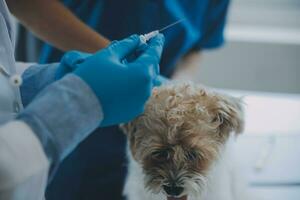 veterinär granskning hund och katt. valp och kattunge på veterinär läkare. djur- klinik. sällskapsdjur kolla upp upp och vaccination. hälsa vård. foto