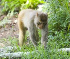 indisk apa eller rhesus makak apa porträtt foto