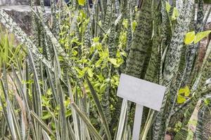 sansevieria trifasciata lidah jin -anläggning med tomt informationsskylt, Malaysia. foto