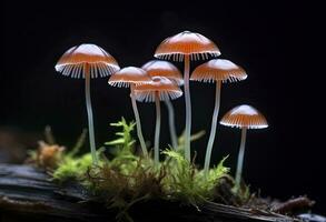 ai genererad hemimycena arter mairei. ai genererad. foto