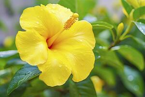 ai genererad stänga upp skön gul hibiskus blomma. ai genererad foto