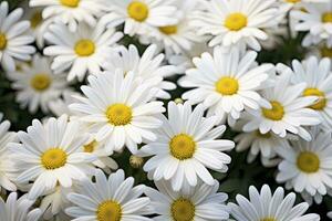 ai genererad vit daisy blommor. ai genererad foto