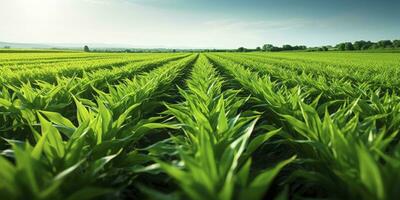 ai genererad fält av vibrerande grön biobränsle gröda. ai genererad. foto