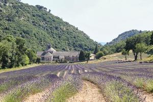 lavendelfält vid senanque abbey gordes frankrike foto